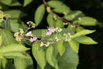 Chinese beautyberry